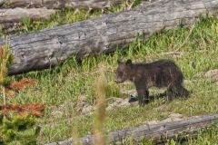 Ursidae.-Bear