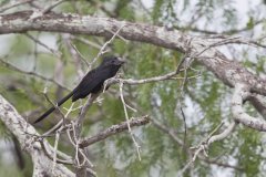 Grooved-billed Ani, Crotophaga sulcirostris