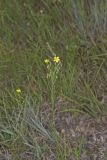 Grooved Yellow Flax, Linum sulcatum