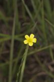 Grooved Yellow Flax, Linum sulcatum