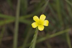 Linaceae, Flax Family