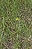 Grooved Yellow Flax, Linum sulcatum