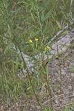 Grooved Yellow Flax, Linum sulcatum