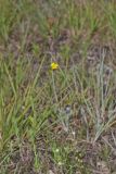 Grooved Yellow Flax, Linum sulcatum