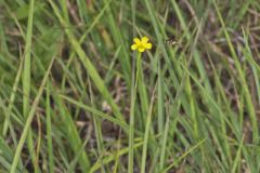 Grooved Yellow Flax, Linum sulcatum