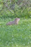 Groundhog, Marmota monax