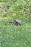 Groundhog, Marmota monax