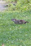 Groundhog, Marmota monax