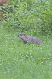Groundhog, Marmota monax