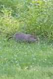 Groundhog, Marmota monax