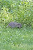 Groundhog, Marmota monax