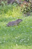 Groundhog, Marmota monax