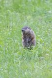 Groundhog, Marmota monax