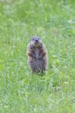 Groundhog, Marmota monax