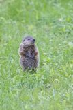 Groundhog, Marmota monax