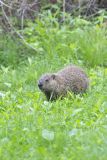 Groundhog, Marmota monax