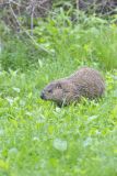 Groundhog, Marmota monax