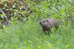 Groundhog, Marmota monax