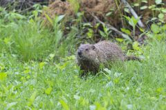 Groundhog, Marmota monax