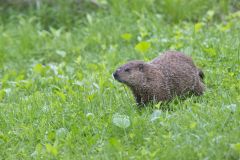 Groundhog, Marmota monax