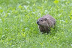 Groundhog, Marmota monax