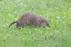 Groundhog, Marmota monax