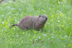 Groundhog, Marmota monax