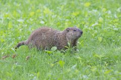 Groundhog, Marmota monax