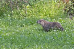 Groundhog, Marmota monax