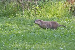 Groundhog, Marmota monax