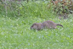Groundhog, Marmota monax