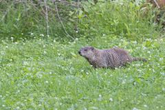 Groundhog, Marmota monax