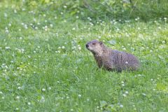 Groundhog, Marmota monax