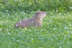 Groundhog, Marmota monax