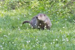 Groundhog, Marmota monax