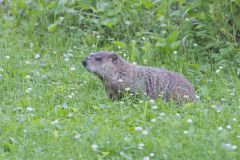 Groundhog, Marmota monax