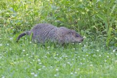 Groundhog, Marmota monax
