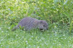 Groundhog, Marmota monax