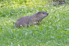 Groundhog, Marmota monax