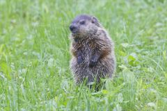 Groundhog, Marmota monax