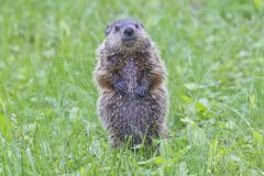 Groundhog, Marmota monax