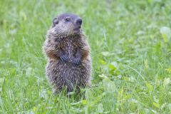 Groundhog, Marmota monax