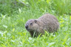 Groundhog, Marmota monax