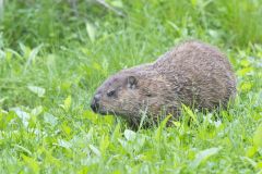 Groundhog, Marmota monax