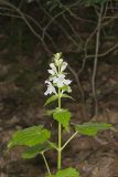 Guyandotte Beauty, Synandra hispidula