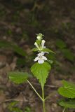 Guyandotte Beauty, Synandra hispidula