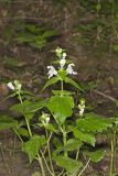 Guyandotte Beauty, Synandra hispidula