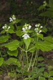 Guyandotte Beauty, Synandra hispidula