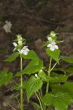 Guyandotte Beauty, Synandra hispidula
