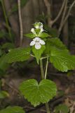 Guyandotte Beauty, Synandra hispidula